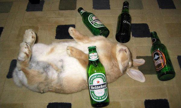 Hares drink more beer!